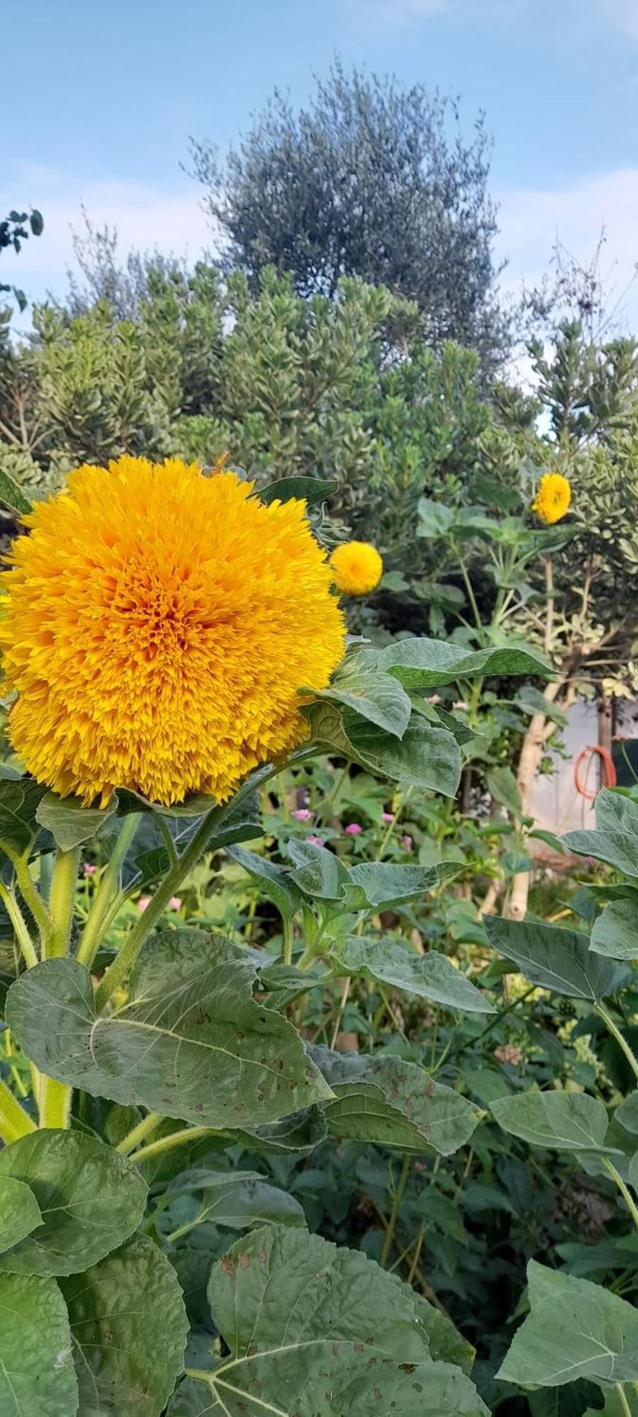 Bio Agriturismo Salos Alimini Dış mekan fotoğraf